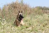 MALINOIS 304